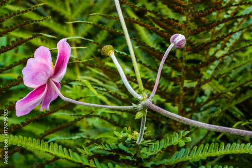 Japanische Herbstanemone wild wachsend in der Natur