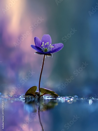 A delicate purple flower stands alone above a reflective surface, contrasting with a soft, blurred background of colors.