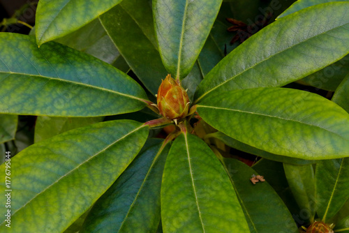 Rhododendron mit neu wachsenden Blüten im Garten