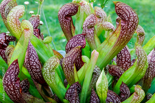 Trompetenpflanze Sarracenia eine fleischfressende Pflanze