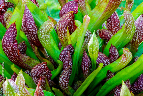 Trompetenpflanze Sarracenia eine fleischfressende Pflanze