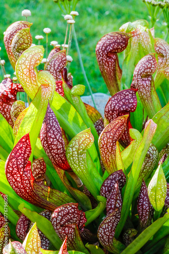 Trompetenpflanze Sarracenia eine fleischfressende Pflanze