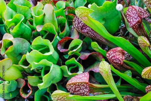Trompetenpflanze Sarracenia eine fleischfressende Pflanze