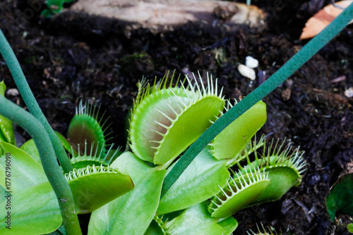 Venusfliegenfalle Dionaea muscipula ist eine fleischfressende Pflanze