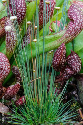 Mikado Gras vor einer Trompetenpflanze Sarracenia die fleischfressende Pflanze