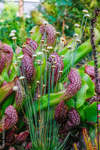 Mikado Gras vor einer Trompetenpflanze Sarracenia die fleischfressende Pflanze