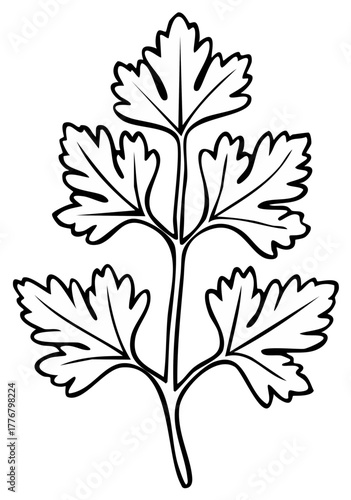 Parsley Herb Outline, Aromatic Culinary Ingredient and Plant, Fresh Cooking Green Leaves, Line Art and Cutout