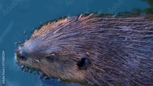 Close up head of a beaver floating on the water surface and then diving away