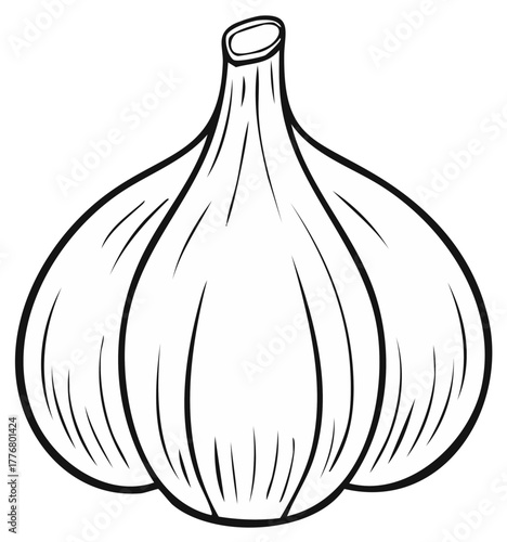 Garlic bulb, monochrome illustration of organic vegetable, cooking ingredient, culinary herb