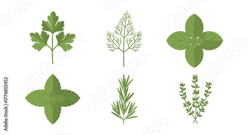 Set of fresh herb leaves with clean white background