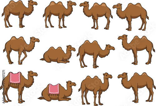Camel vector set, twelve cartoon illustrations, dromedary and Bactrian types, saddle blankets, desert animal theme, front view, flat illustration