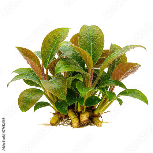 Anubias nana petite plant isolated on transparent background, perfect for aquascaping