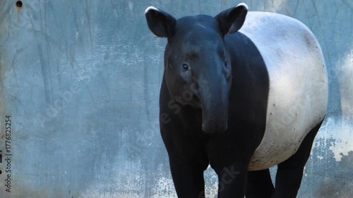 Close up of an malayen tapir head moving it's nose and his head im a shady place
