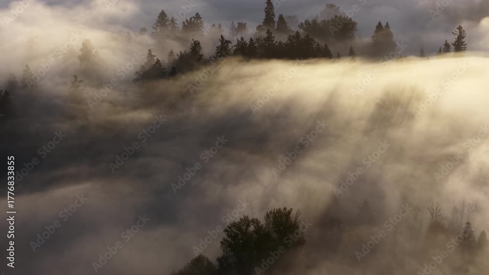 Mist flows through the beautiful forests surrounding Portland, Oregon. This scenic Pacific Northwest region is known for its vast forests and rugged Cascade mountains.