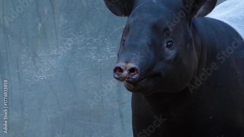 Close up of an malayen tapir head moving it's nose and his head im a shady place