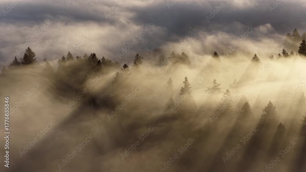 Mist flows through the beautiful forests surrounding Portland, Oregon. This scenic Pacific Northwest region is known for its vast forests and rugged Cascade mountains.