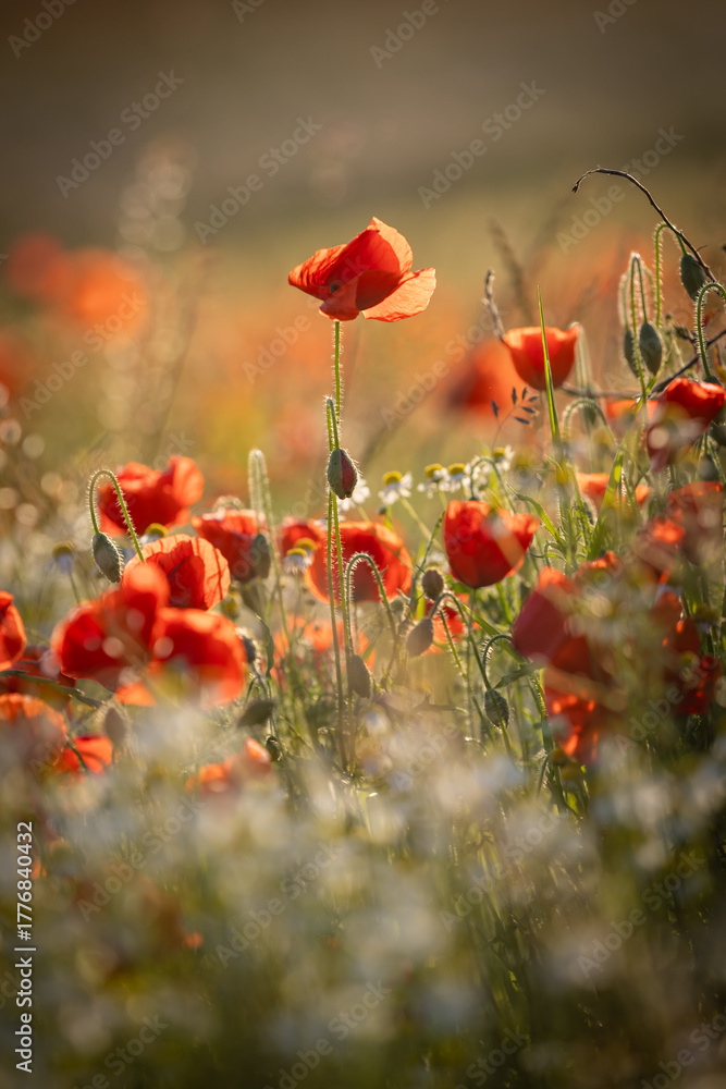 Fototapeta premium Evening light illuminating poppies blooming in a Sussex meadow