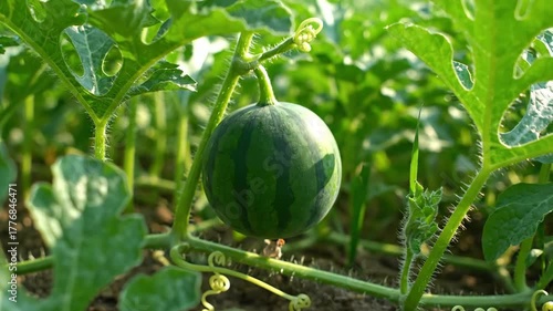 A small unripe watermelon growing on its green vine