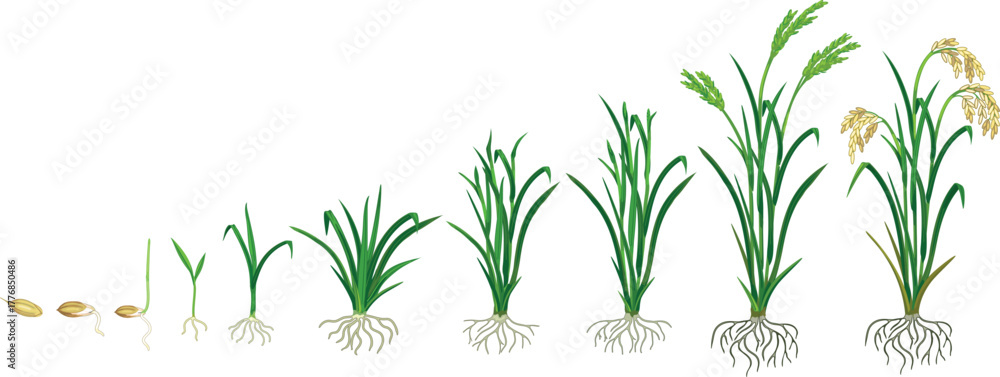 Fototapeta premium Life cycle of rice plant (Oryza sativa) with root system isolated on white background. Growth stages from planting seed and sprout to harvesting