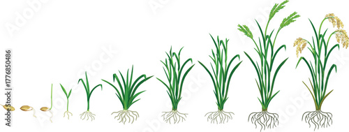 Life cycle of rice plant (Oryza sativa) with root system isolated on white background. Growth stages from planting seed and sprout to harvesting