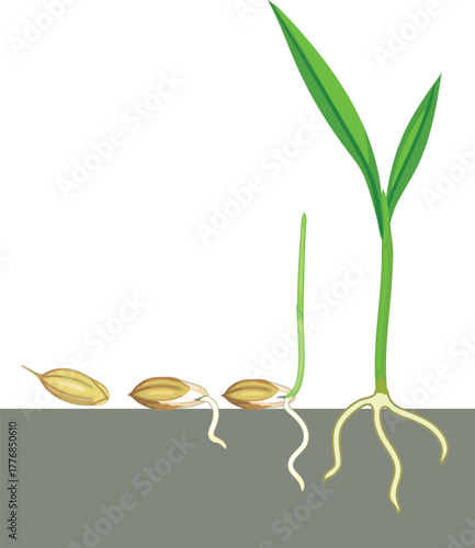 Stages of germination rice plant (Oryza sativa) with root system isolated on white background. Growth stages from seed to sprout 