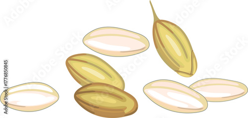 Rice grains in hull and milled rice grains on white background 