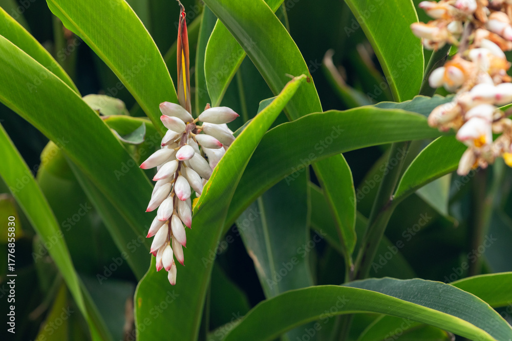 Fototapeta premium Flor da colônia (Alpinia speciosa ou Alpinia Zerumbet). No Brasil é encontrada em várias regiões, com os nomes populares Azucena-de-porcelana, gengibre-concha, alpínia e flor de cera. 