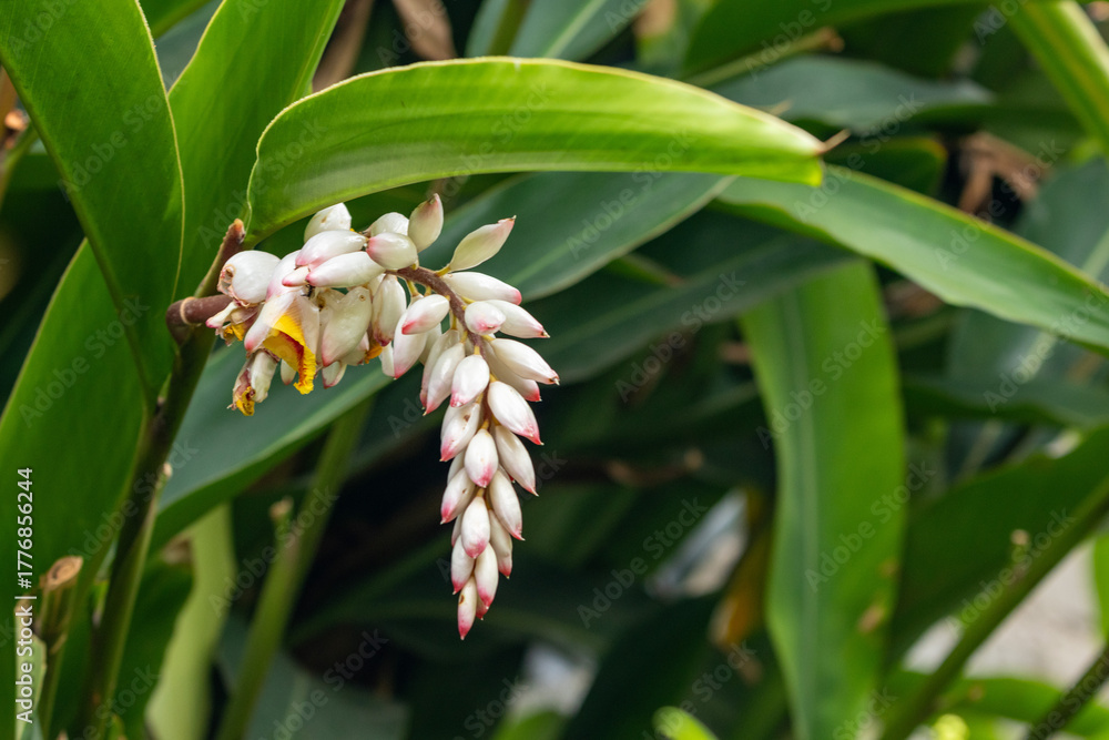 Obraz premium Flor da colônia (Alpinia speciosa ou Alpinia Zerumbet). No Brasil é encontrada em várias regiões, com os nomes populares Azucena-de-porcelana, gengibre-concha, alpínia e flor de cera. 