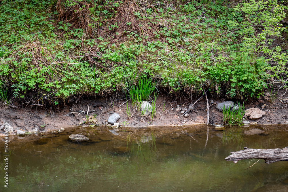 Obraz premium Lush green foliage cloaks a rustic creek bank, its vibrant growth reflected in the calm, earthy water. Scattered stones and a fallen branch add natural texture