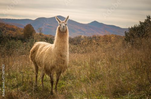 Llama standing alert in a grassy field with autumn foliage and blue mountains in the background on a calm, warm day in a  nature wildlife scene