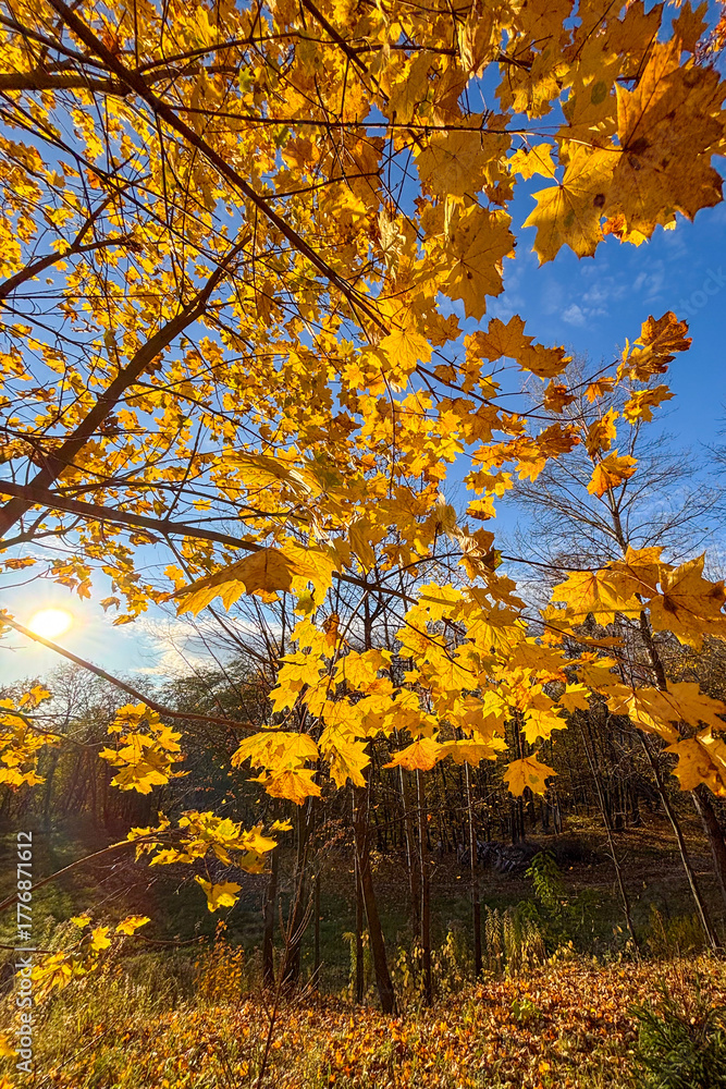 Fototapeta premium Golden autumn colors light up the countryside among old wooden houses and ancient churches in Ukraine, creating a warm nostalgic atmosphere.