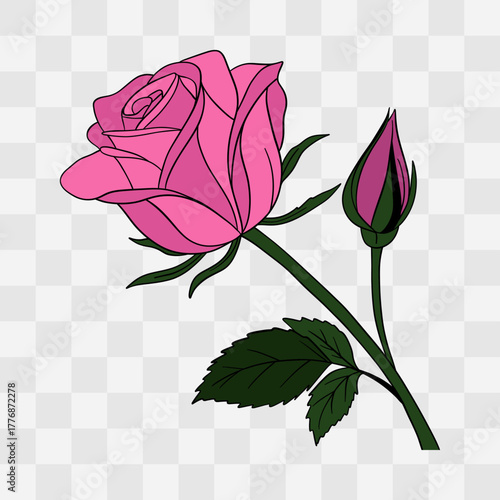 Hand-drawn illustration of pink rose on transparent background. Elegant, romantic symbol of love, passion, and affection