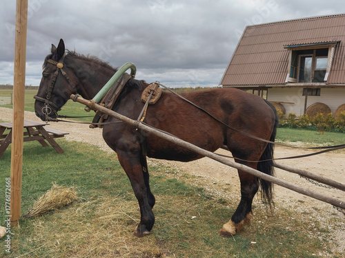 A strong dark brown workhorse stands harnessed and ready in a rural farmyard. 