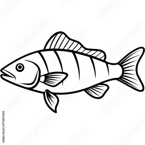 fish on a white background