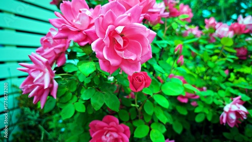 Pink Climbing Rose Bush detail, Australia.
