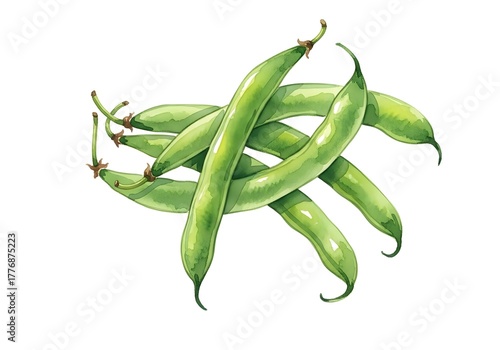 Green snap peas illustrated on a white background  
