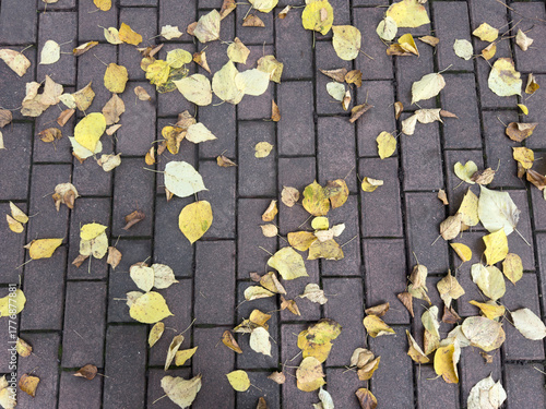 Fallen autumn leaves on the cobblestones in the park.
