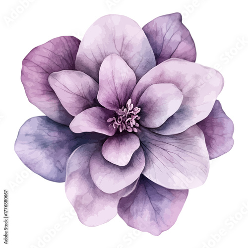 Purple Watercolor Magnolia or Camellia Flower Isolated Vector Illustration
