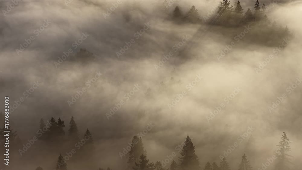Mist flows through the beautiful forests surrounding Portland, Oregon. This scenic Pacific Northwest region is known for its vast forests and rugged Cascade mountains.
