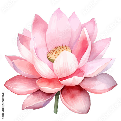 Pink Watercolor Lotus Flower Isolated Vector Illustration
