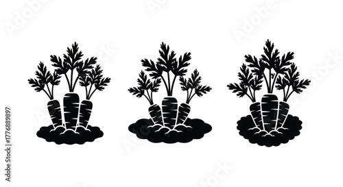 Three bunches of carrots with green tops in black and white