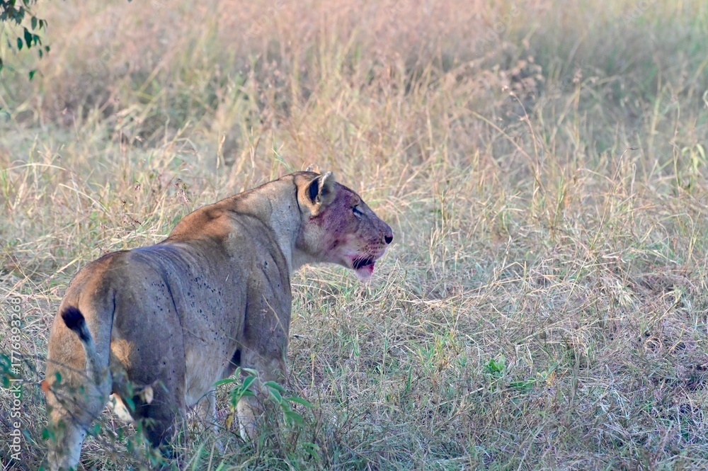 Fototapeta premium lioness after hunting the prey