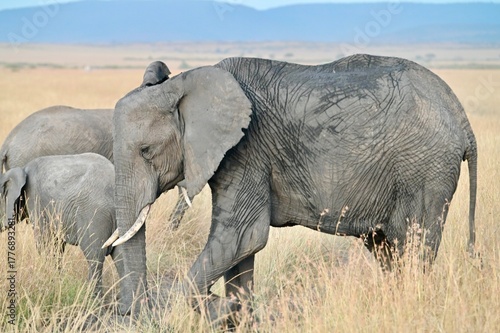 Photography elephants in the savannah