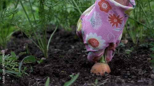 Farmers hands pulling fresh carrots out the ground. Farming vegatables