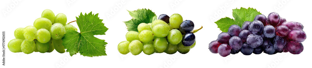 Fototapeta premium Clusters of green and purple grapes with leaves