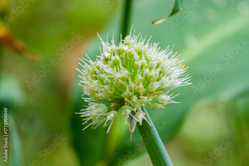 Flor da cebolinha em close up  na natureza