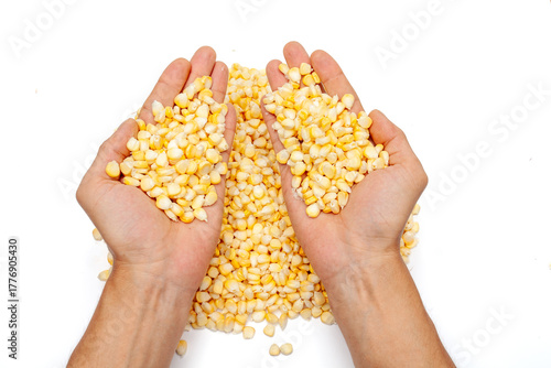 Farmer's hands holding a fresh harvest of corn kernels on white background