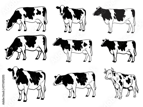 Holstein Dairy Cow