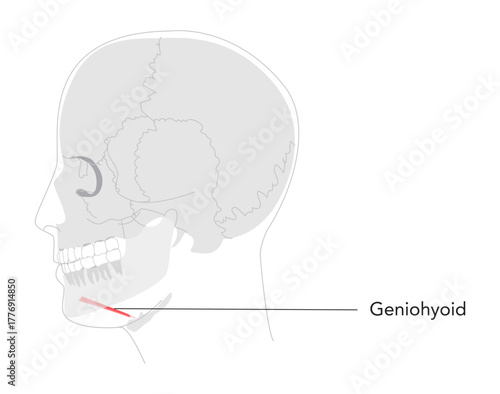 Geniohyoid - Muscle depicted in labeled diagram connecting mandible to hyoid, functions in elevating hyoid and tongue, essential for swallowing, medical and educational tool
