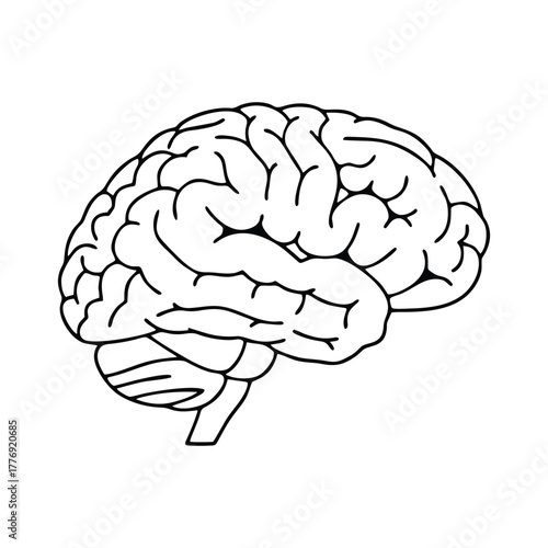 vector illustration of human brain